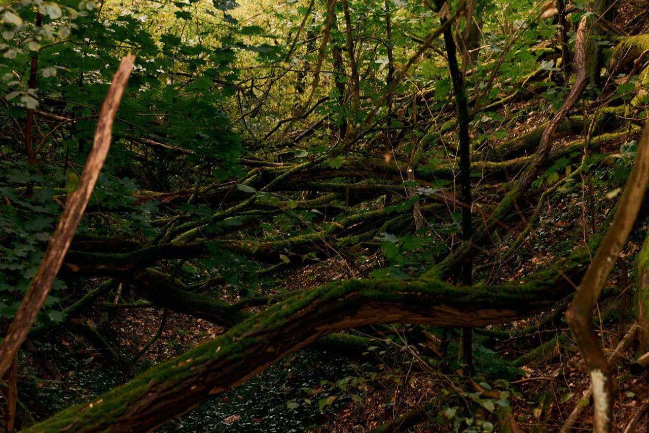 Ayahuasca: A Journey Into the Medicine of the Amazon